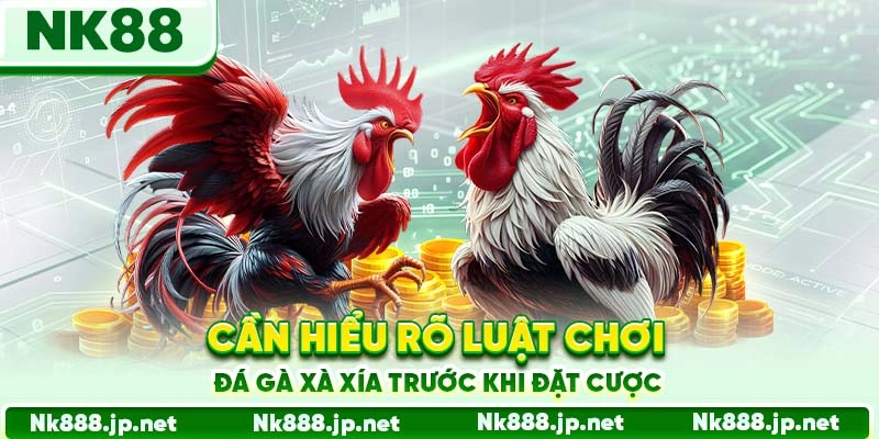 Cần hiểu rõ luật chơi đá gà Xà Xía trước khi đặt cược
