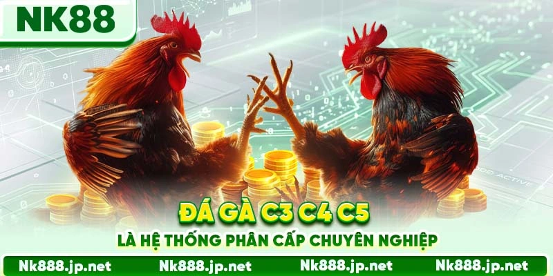 Đá gà C3 C4 C5 là hệ thống phân cấp chuyên nghiệp